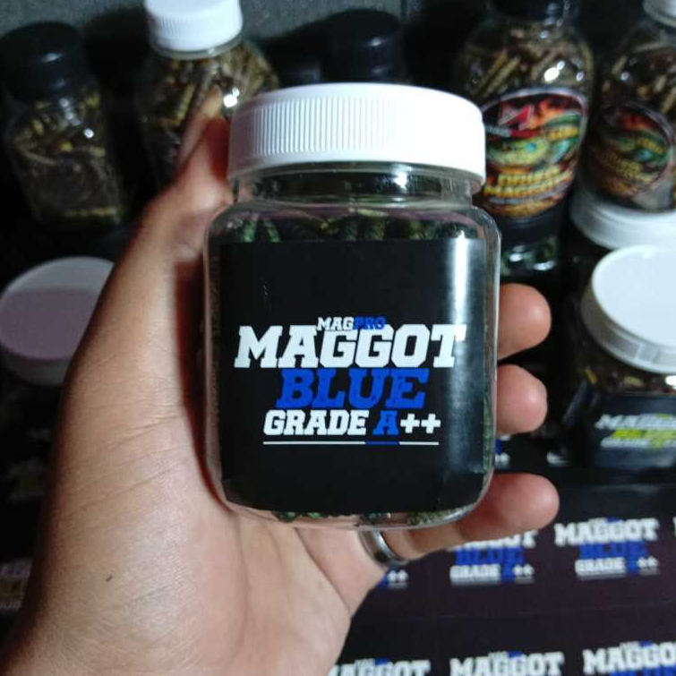 Maggot Bsf Blue Grade A++ untuk Channa Blue Pulchra, Auranti, Andrao, Stewarti untuk Booster dan pro