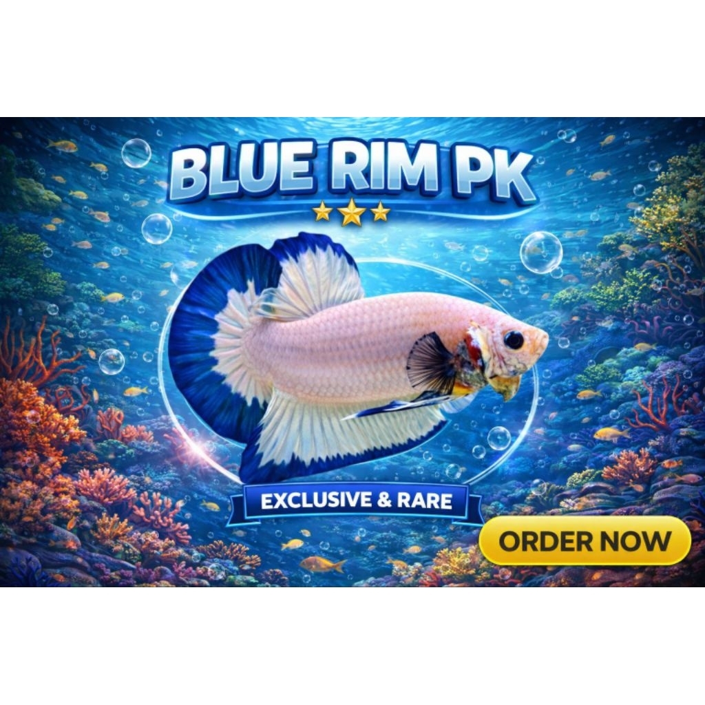 Betta Plakat Blue Rim Butterfly Double Tail - Elegan, Warna Menawan, Kualitas Unggul