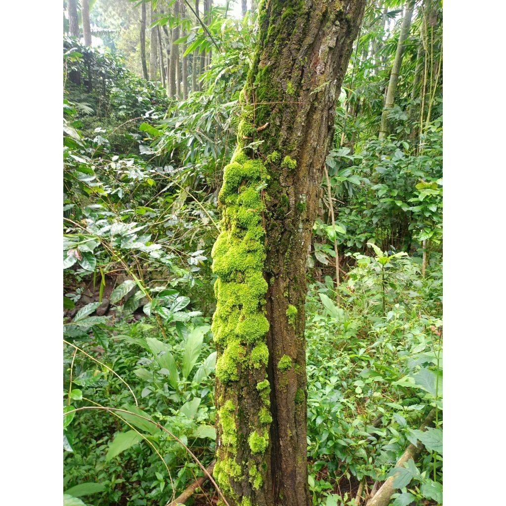 PROMO MEDIA TANAM LUMUT PINUS HIDUP 15KG Karung Besar