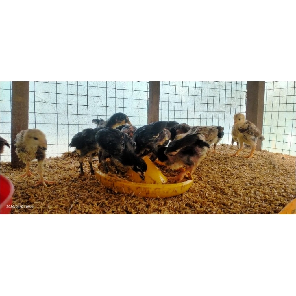 Anak ayam kampung unggulan (doc KUB) usia 14hari