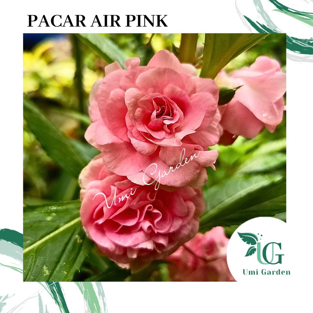 50 Biji Bunga Pacar Air Pink Benih Tanaman Hias Impatiens  Rose Balsamina