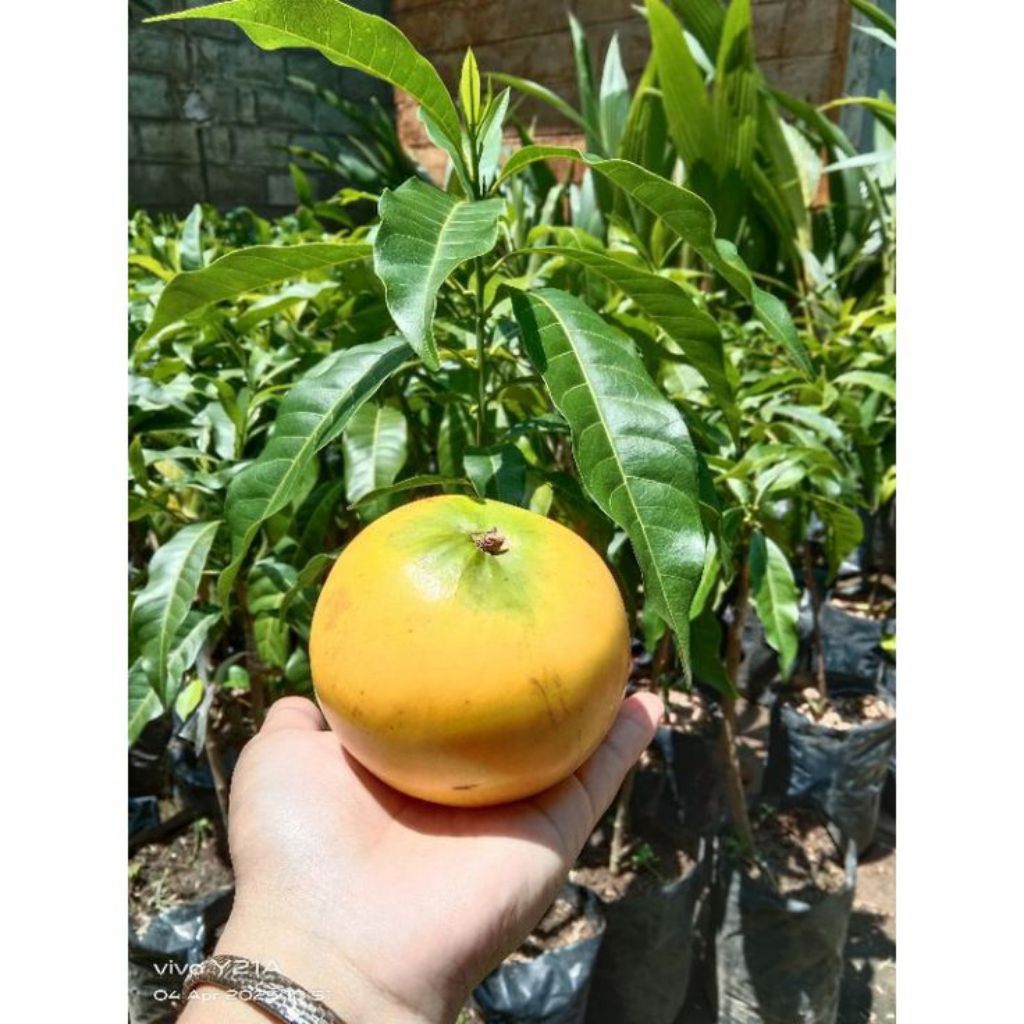 BIBIT SAWO ABIU JUMBO