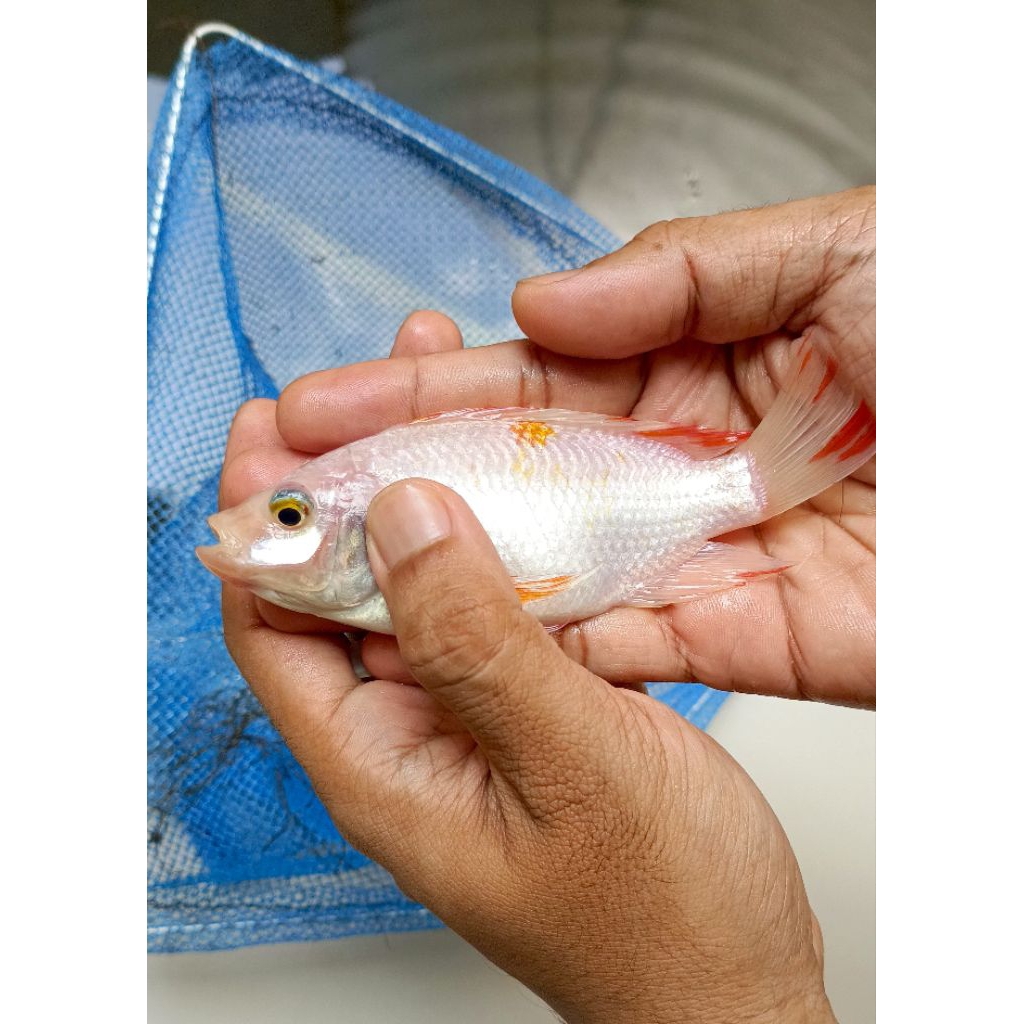 Bibit Ikan Nila Merah