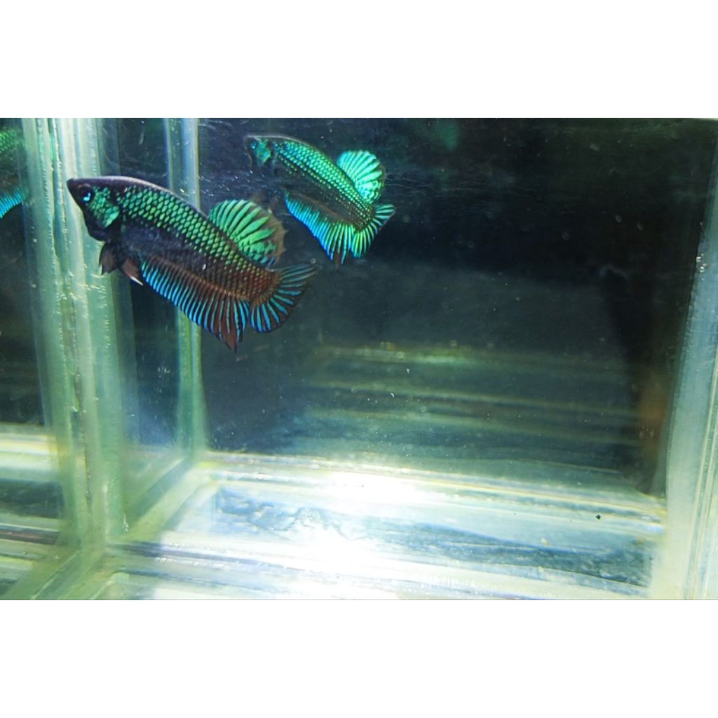 cupang betta wild betta