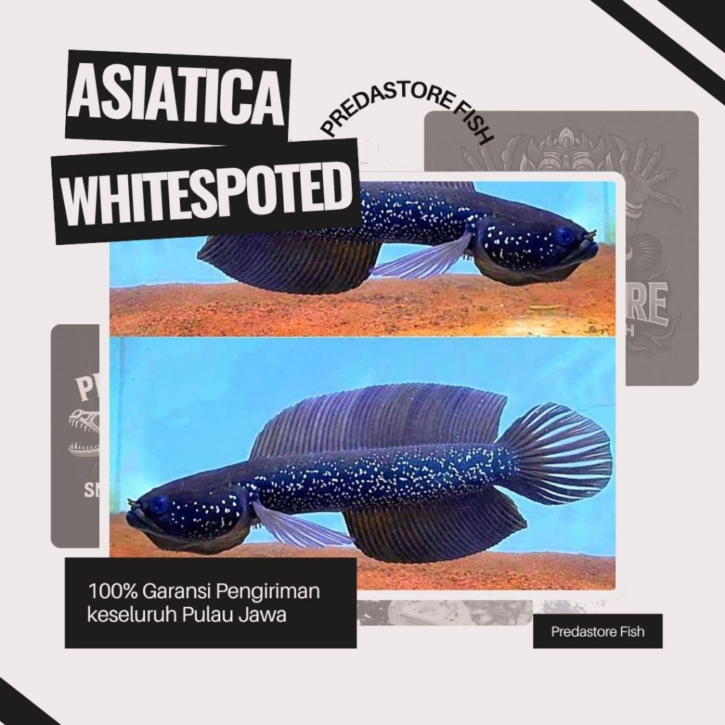 Ikan Channa Asiatica Ws Full Mutiara Gondrong