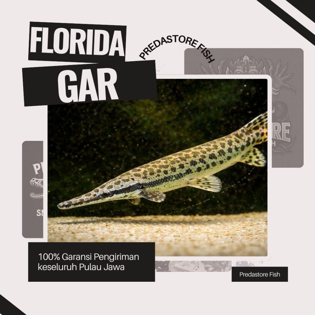 Florida Gar Termanis - 100% Garansi Pengiriman
