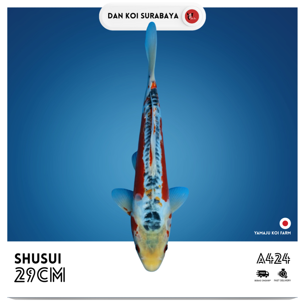 Ikan Koi Import Shusui (Yamaju Koi Farm) Kode A424
