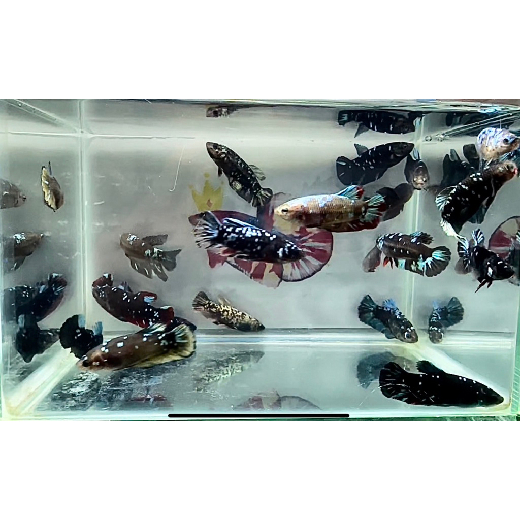 hiasan aquarium cupang avatar betina