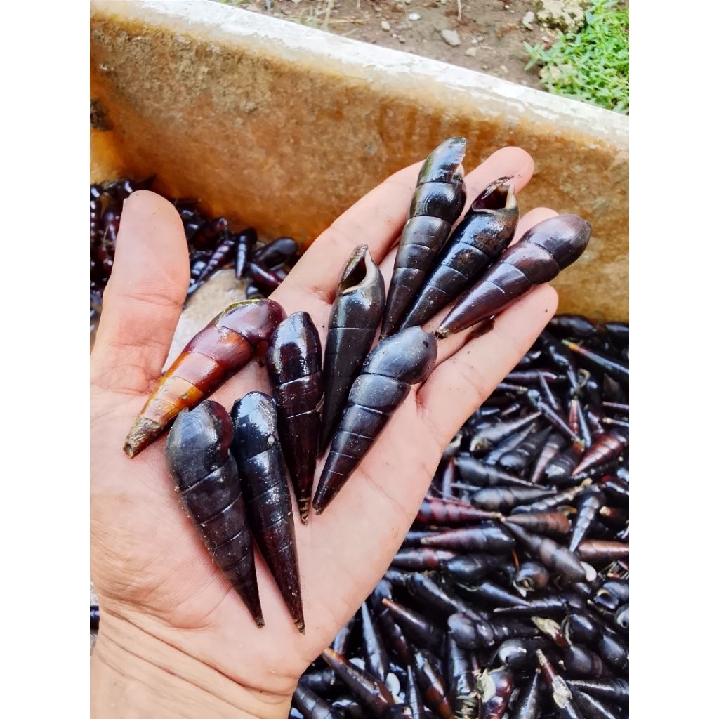 Kelomang Laut hidup PREMIUM 1kg isi 90 sampai 100 ekor umpan pancing GALATAMA