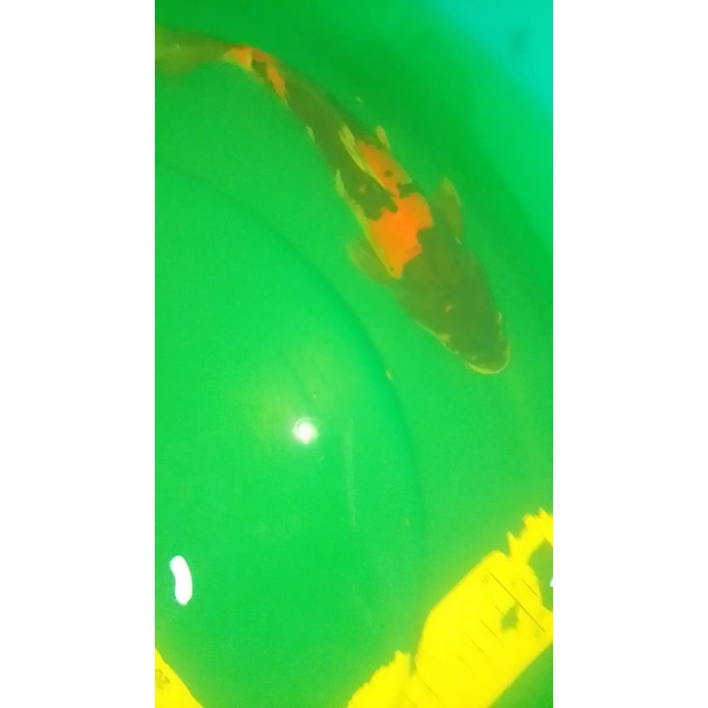 Ikan koi jenis Showa Doitsu ukuran 26cm antik