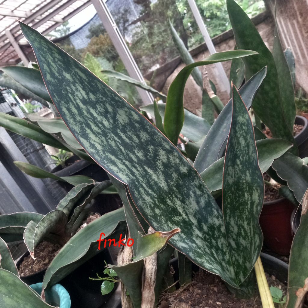sansevieria sp.Tanzania #4
