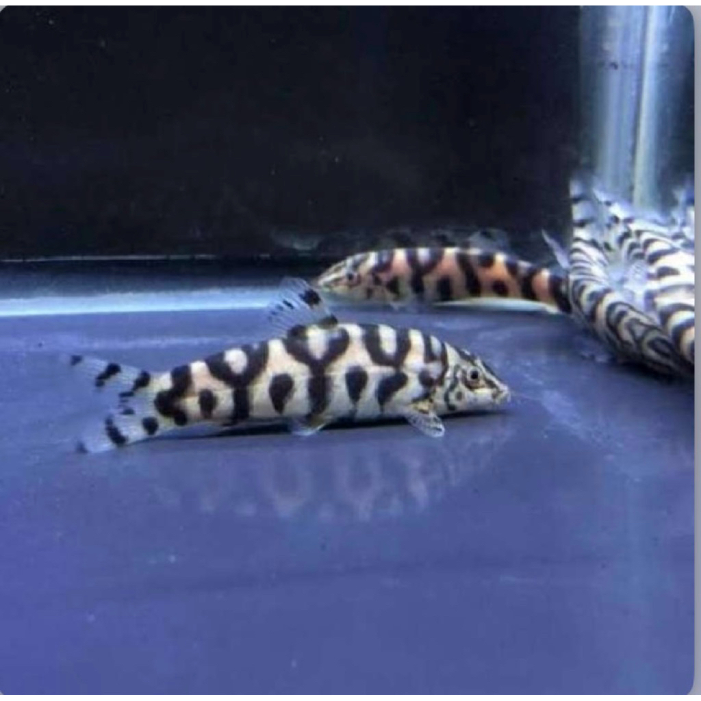 Ikan Botia India (Ikan pembersih lumut)