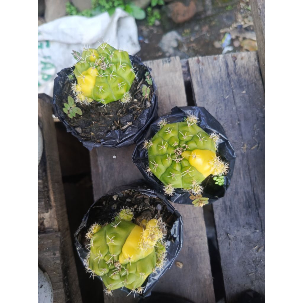 Kaktus Hiasan souvenir Gymno damsi tomat varigata kuning || Sulawesi