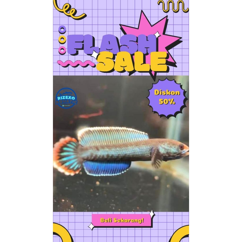 Channa Andrao Rim Tebal 5-7 CM Grade A #PromoSpecial