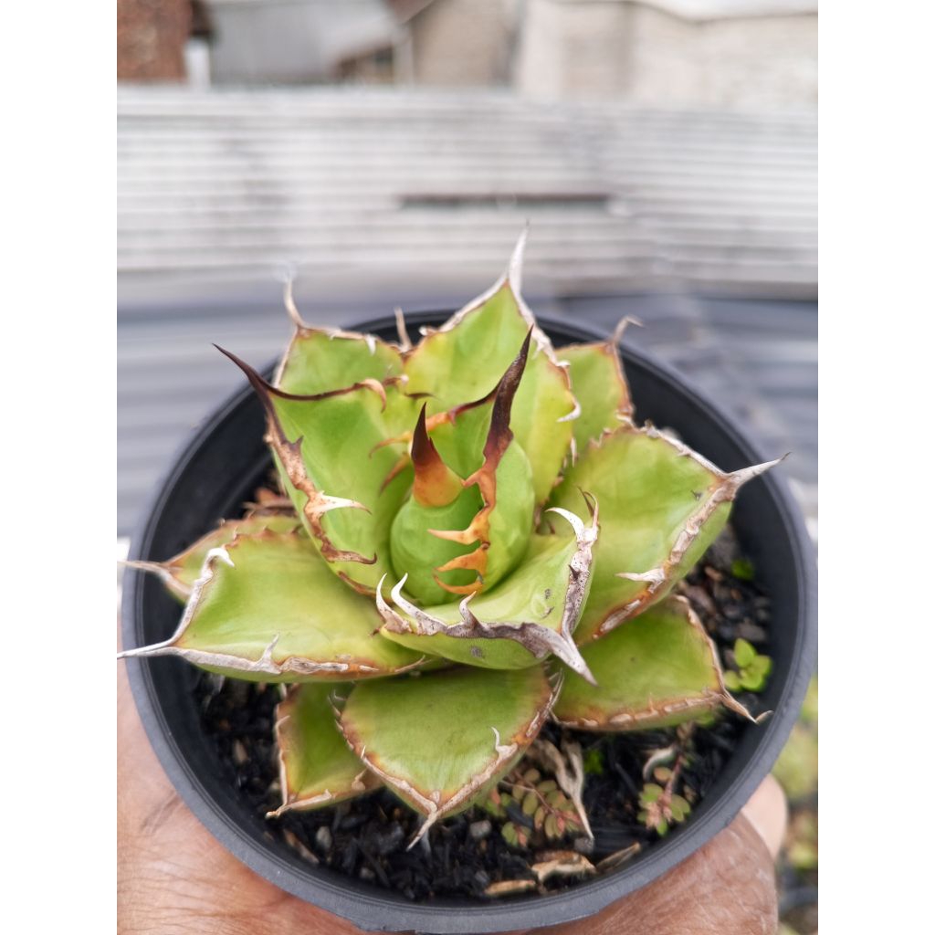 agave titanota
