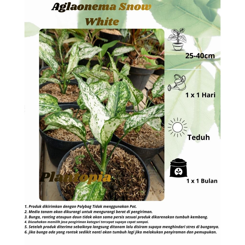 Aglaonema Snow White - Tanaman Hias Aglaonema Snow White