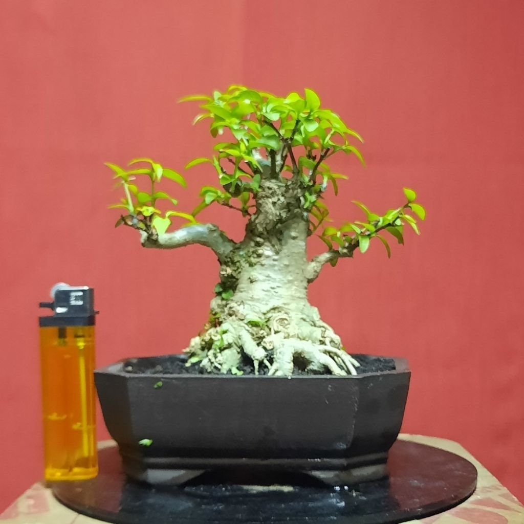 bonsai anput cakep