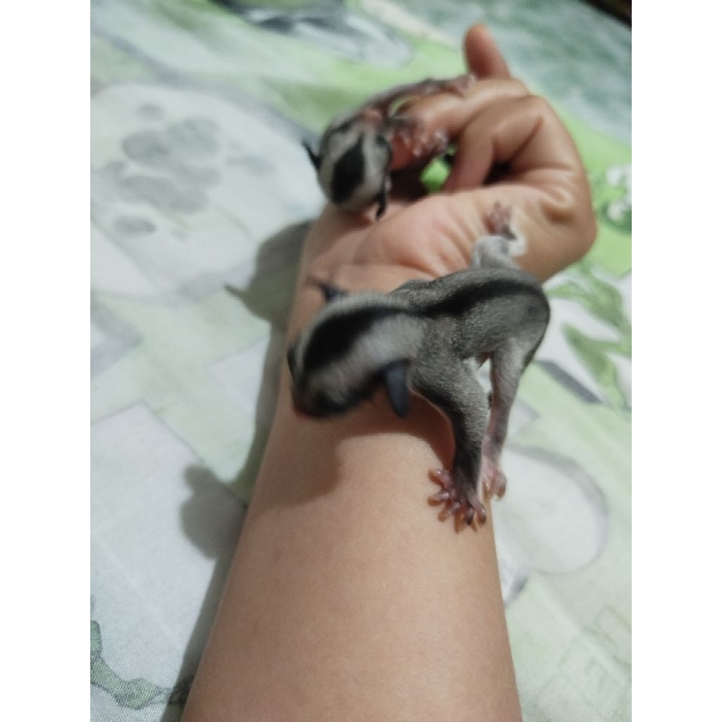 Sugar Glider Joy