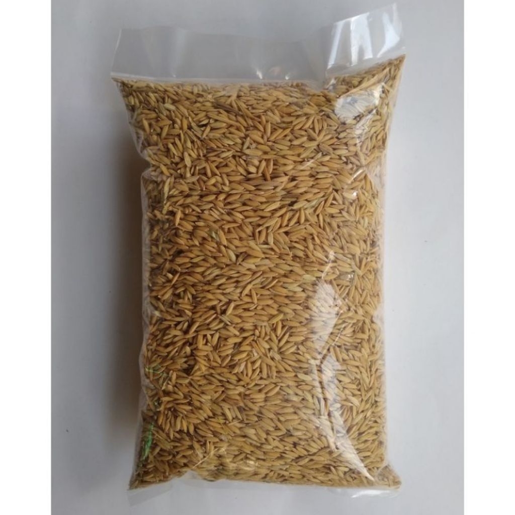 padi kering/gabah pakan ayam