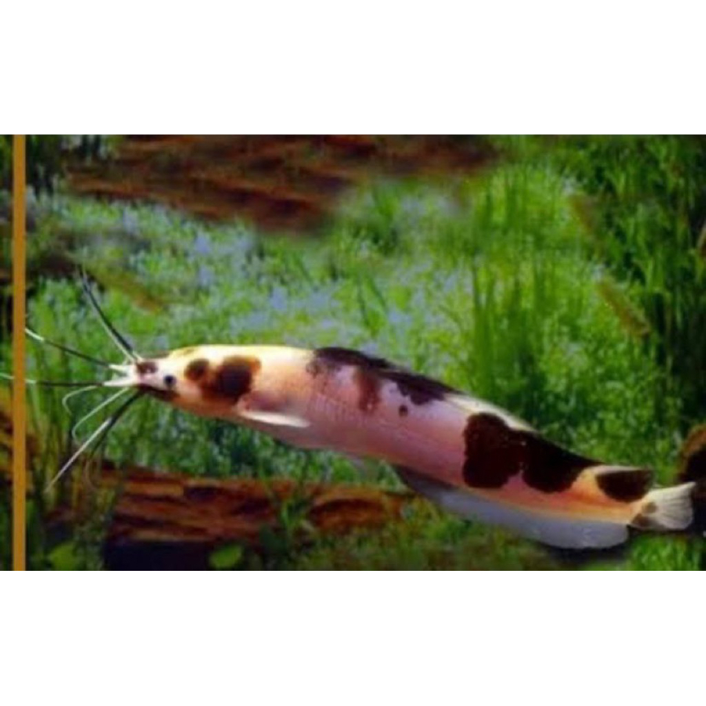 Lele tutul/ LELE ALBINO paket 10 ekor