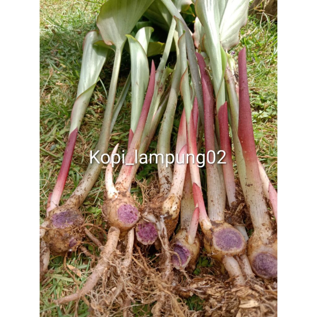 Bibit Kunyit Hitam Asli Original | Bibit Kunyit Wulung Per Bibit siap tanam