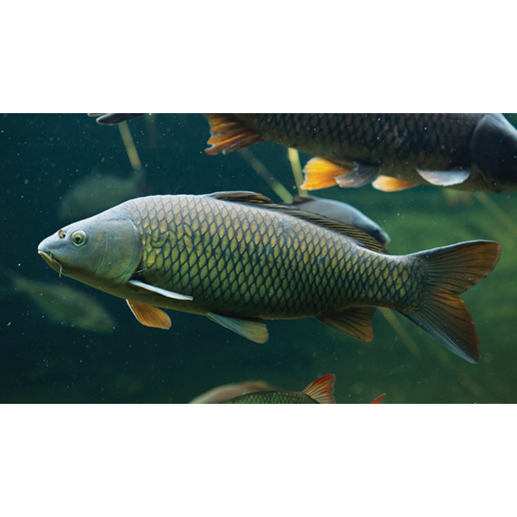 Ikan Gurame Padang (Bibit)(Pedaging)