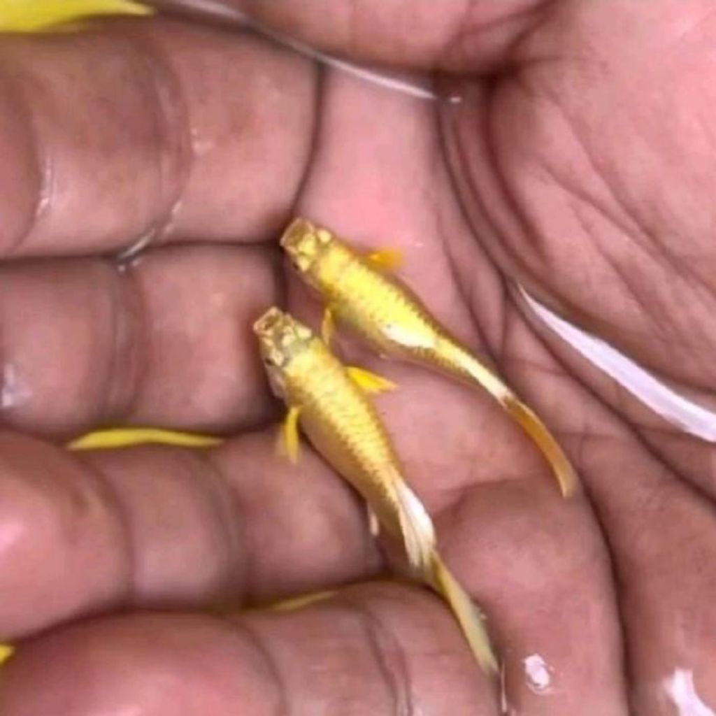 ikan guppy gold lokal