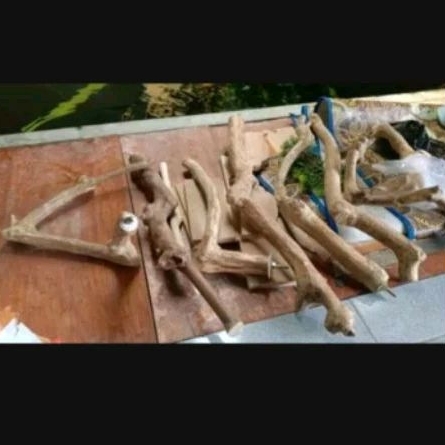 tangkringan kayu kopi burung falk kakak tua parot