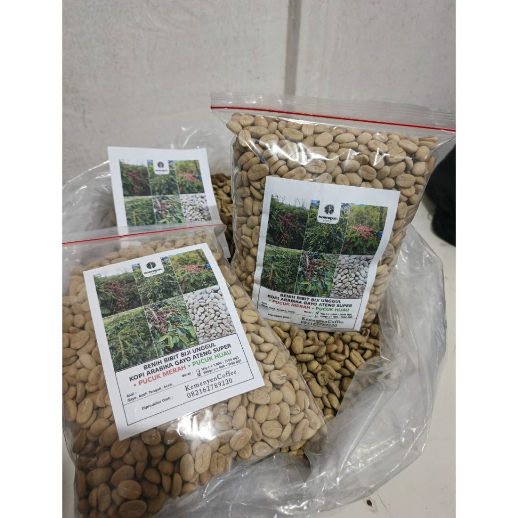 BENIH / BIBIT BIJI UNGGUL KOPI ARABIKA GAYO ATENG SUPER PUCUK MERAH / PUCUK HIJAU 1KG