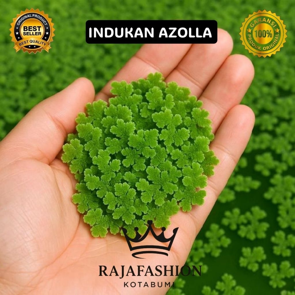 bibit azolla super 1/2 kg pakan ikan nila gurame bebek sapi ayam kambing/pakan ternak berkualitas