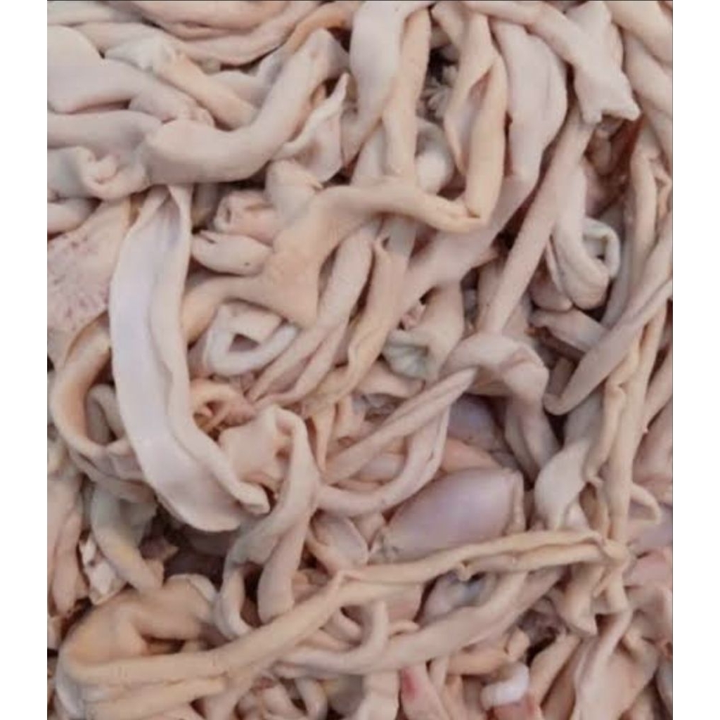 usus ayam segar