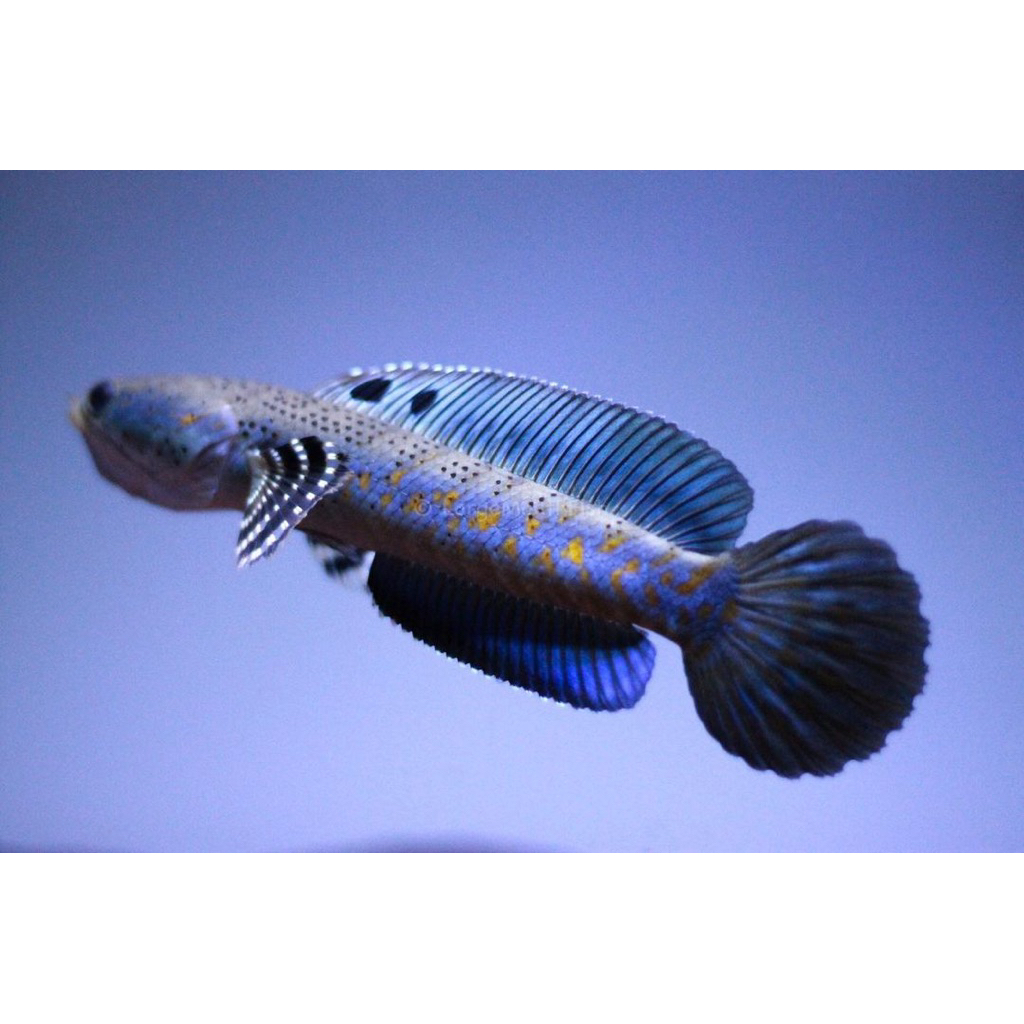 Blue Pulchra (BP) Free Pelet+Stiker