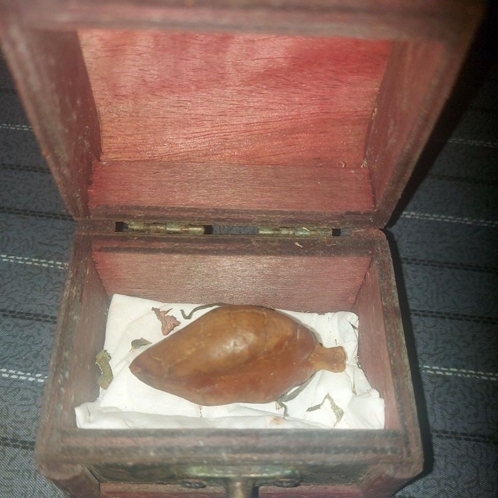 mustika geliga ikan