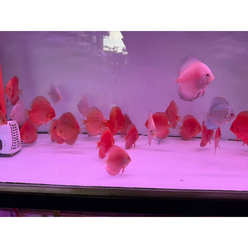 Surabaya Only Discus 2 Inch Siap Kirim Free Ongkir