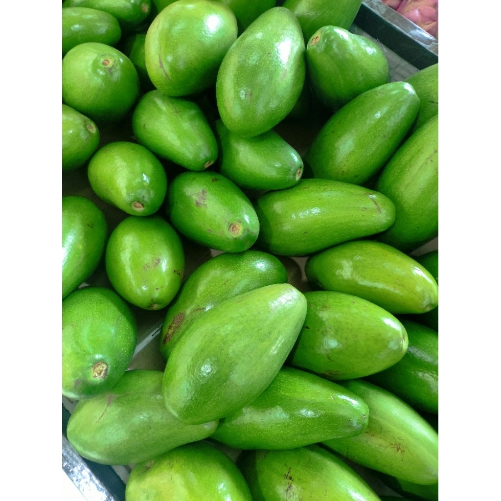 alpukat mentega super alpukat mentega jumbo 1kg