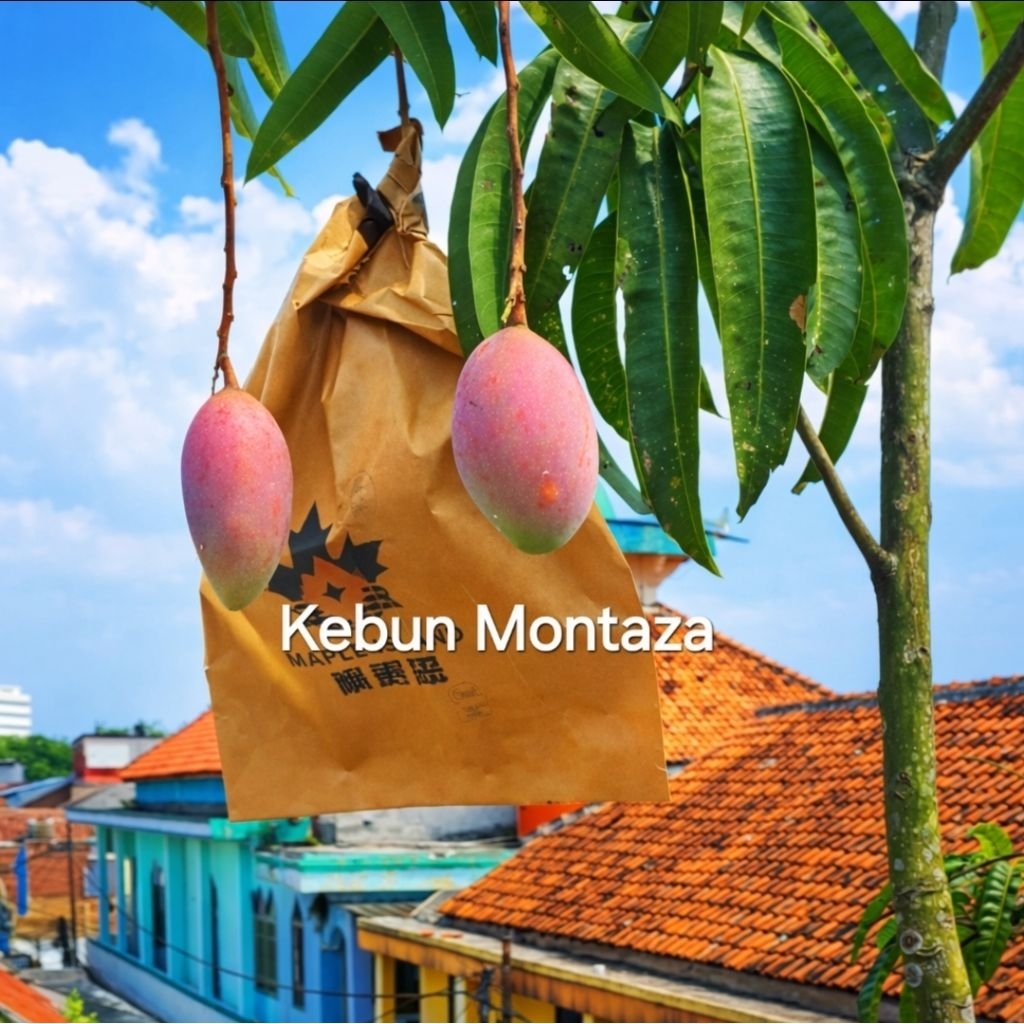 Cover Fruit Mangga Karbon 10 Lembar Pembungkus Buah Montaza