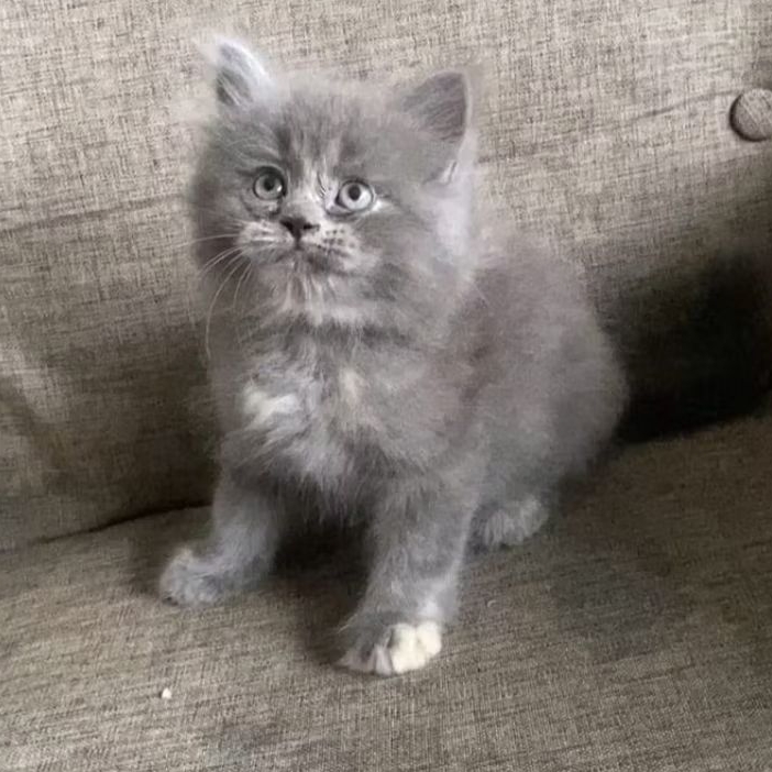 Kucing kitten British Shorthair x British longhair feMale  super premium