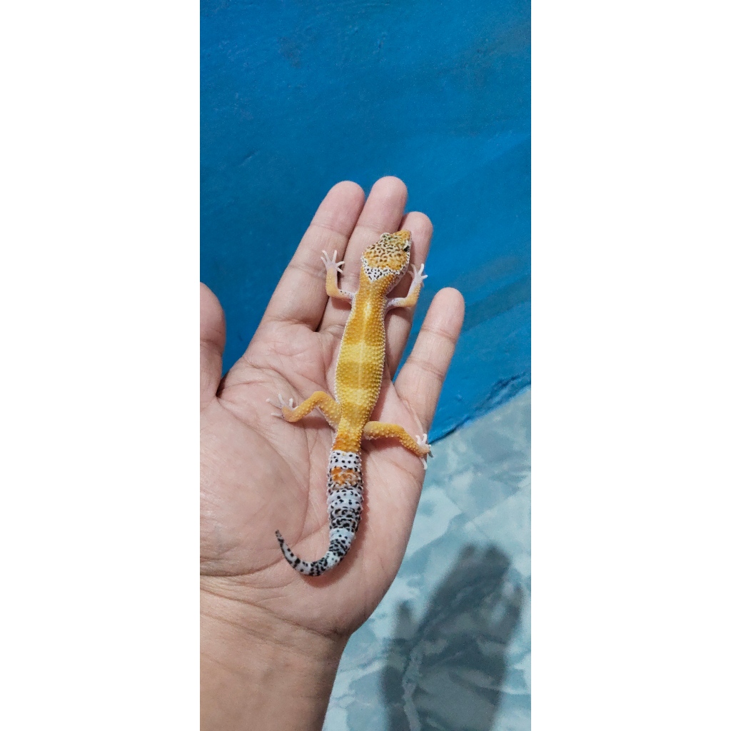 Mainan Leopard Gecko Mack Snow