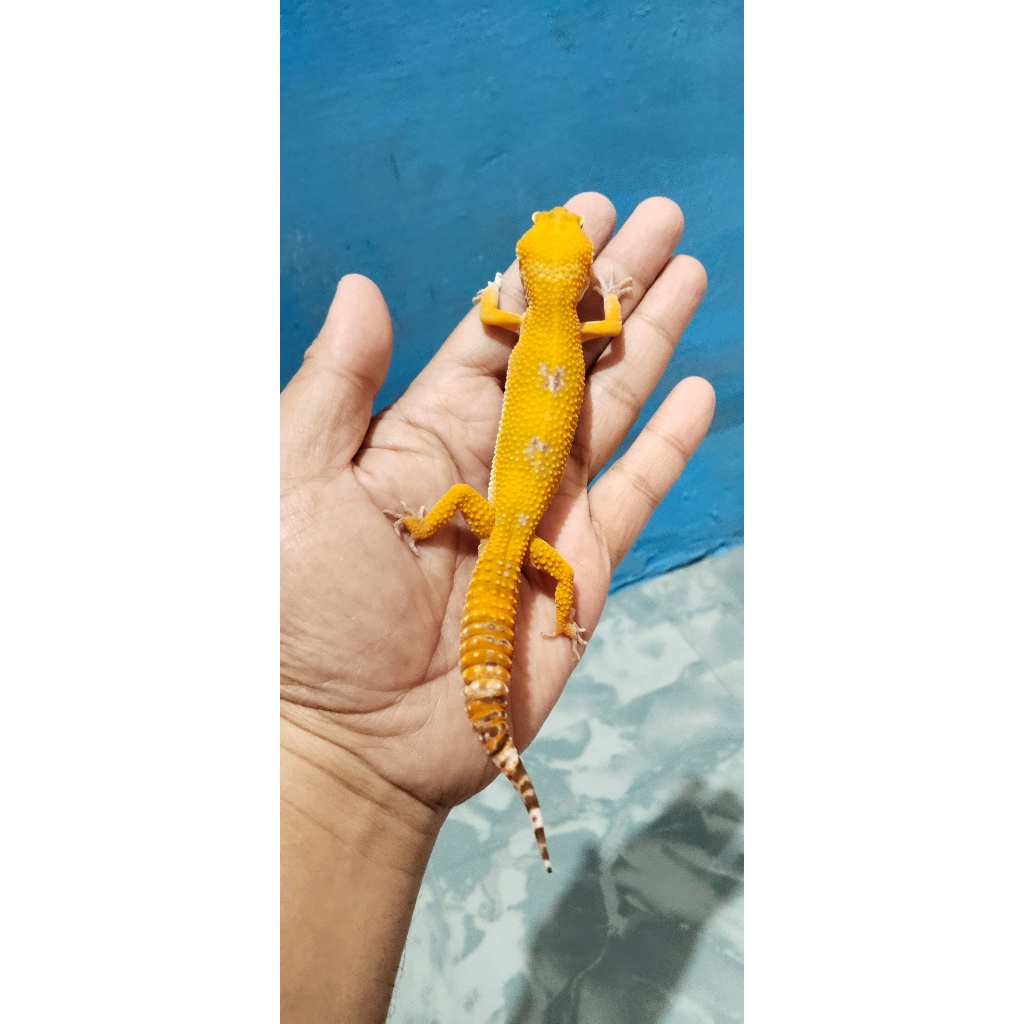 Mainan Leopard Gecko Tremper Lavender