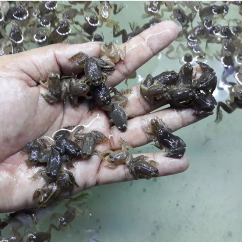 Kodok Air Hidup pakan ikan hias predator kodok air hidup pakan ikan arwana predator size random kodo