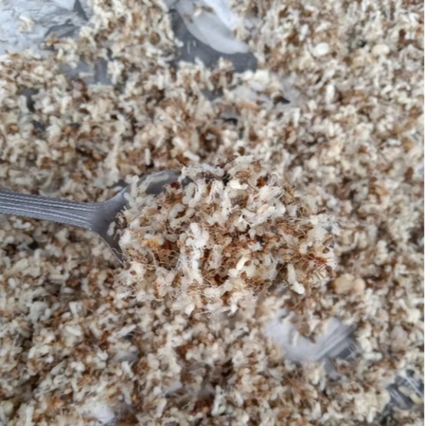 Kroto telor semut rang rang Kroto Telur Semut Umpan Pancing, Pakan burung Kroto Telur Semut Pakan Ta