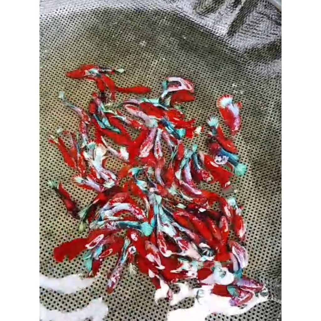 BETINA HELLBOY PAKET 5EKOR MURMER