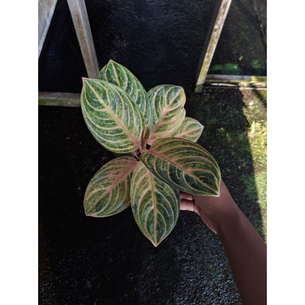 Aglonema Rinjani