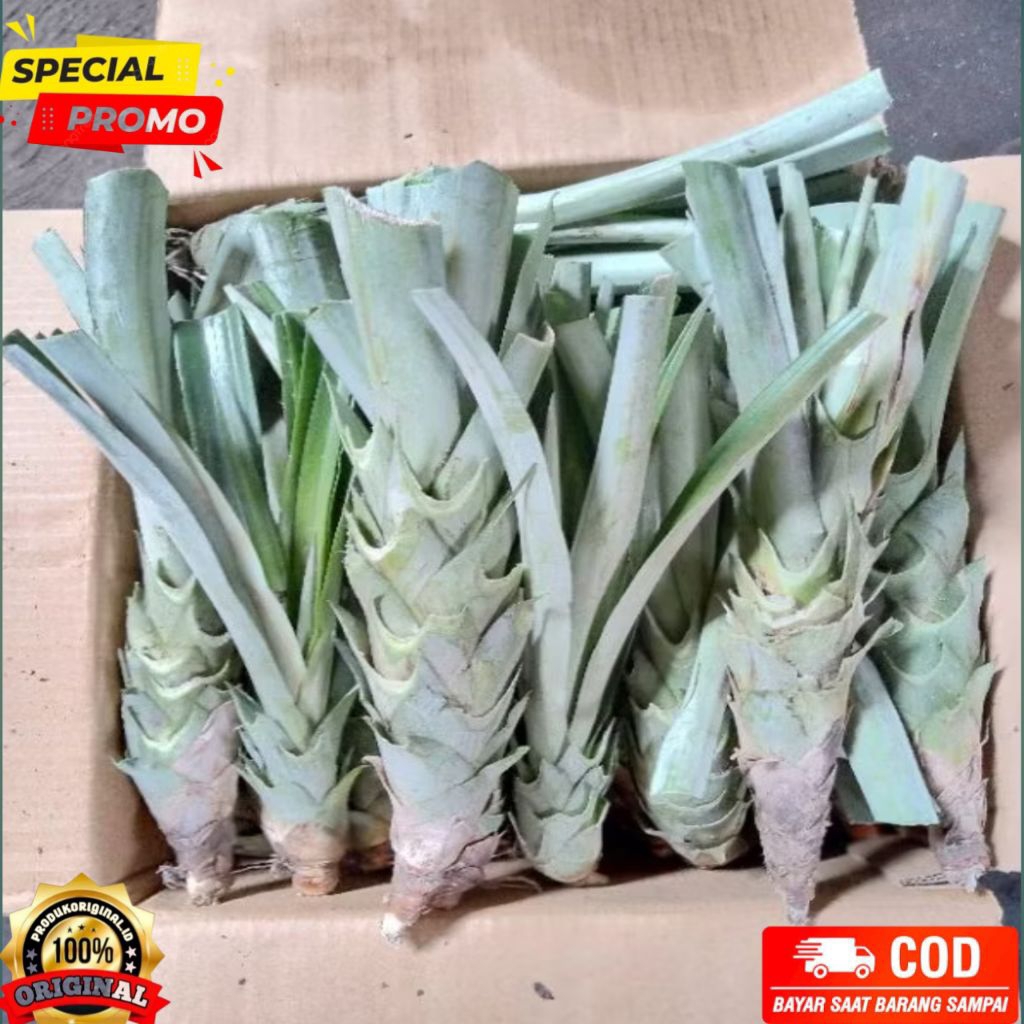 bibit nanas muda jumbo daun tanpa duri