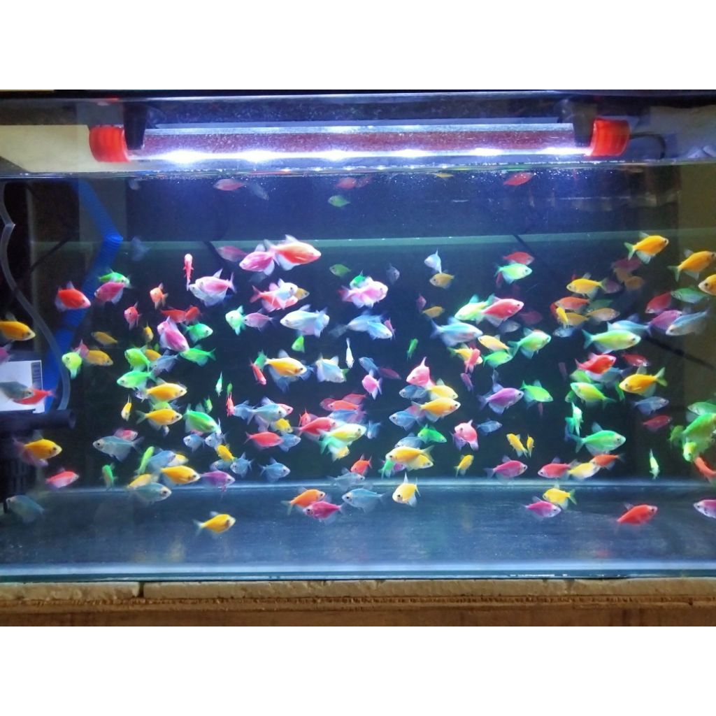 Ikan Hias Tetra Glowfish Warna-Warni paket 30 ekor Free Pakan