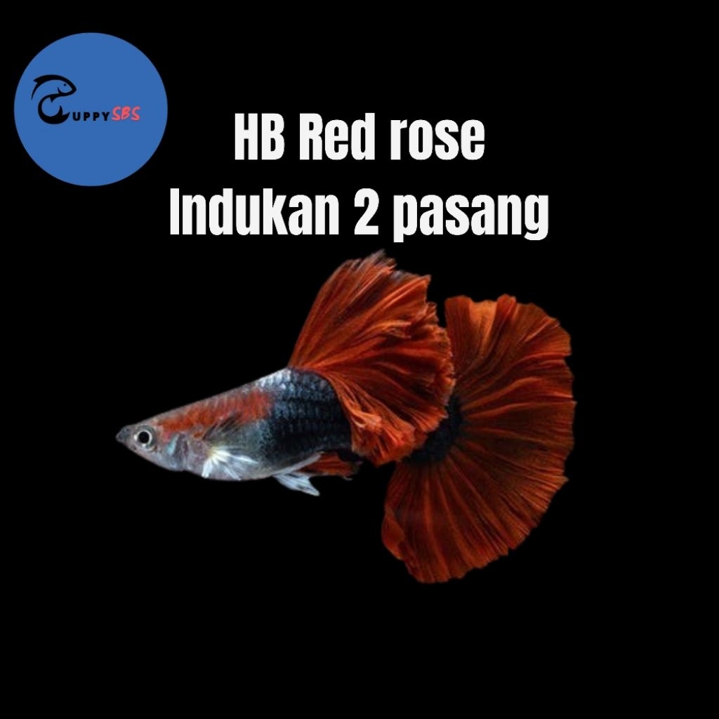 GUPPY HB RED ROSE