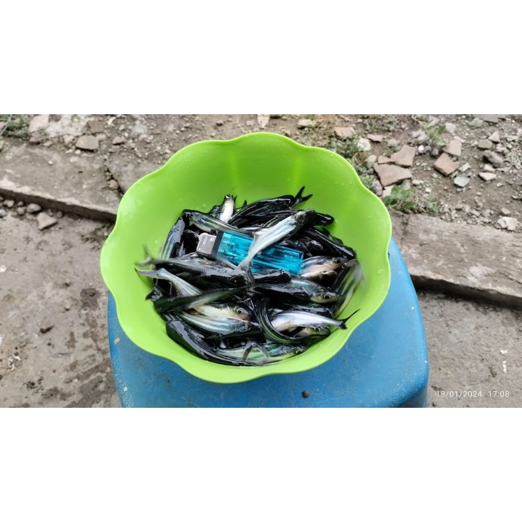 Bibit Patin Solo