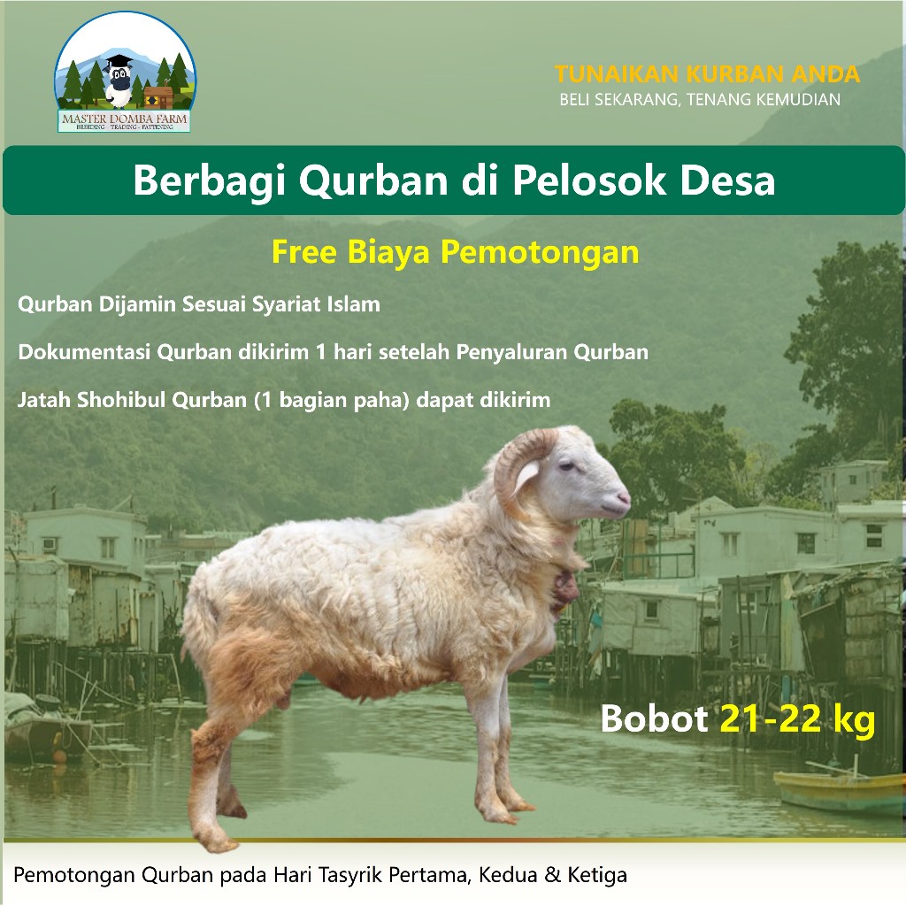 Qurban Di Desa Domba Murah 20 kg Berbagi Kambing Kurban