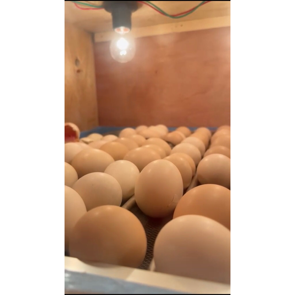 Telur Tetas Ayam KUB Narayana Fertil Asli | Daya Tetas Tinggi | Bibit Ayam Unggul Petelur