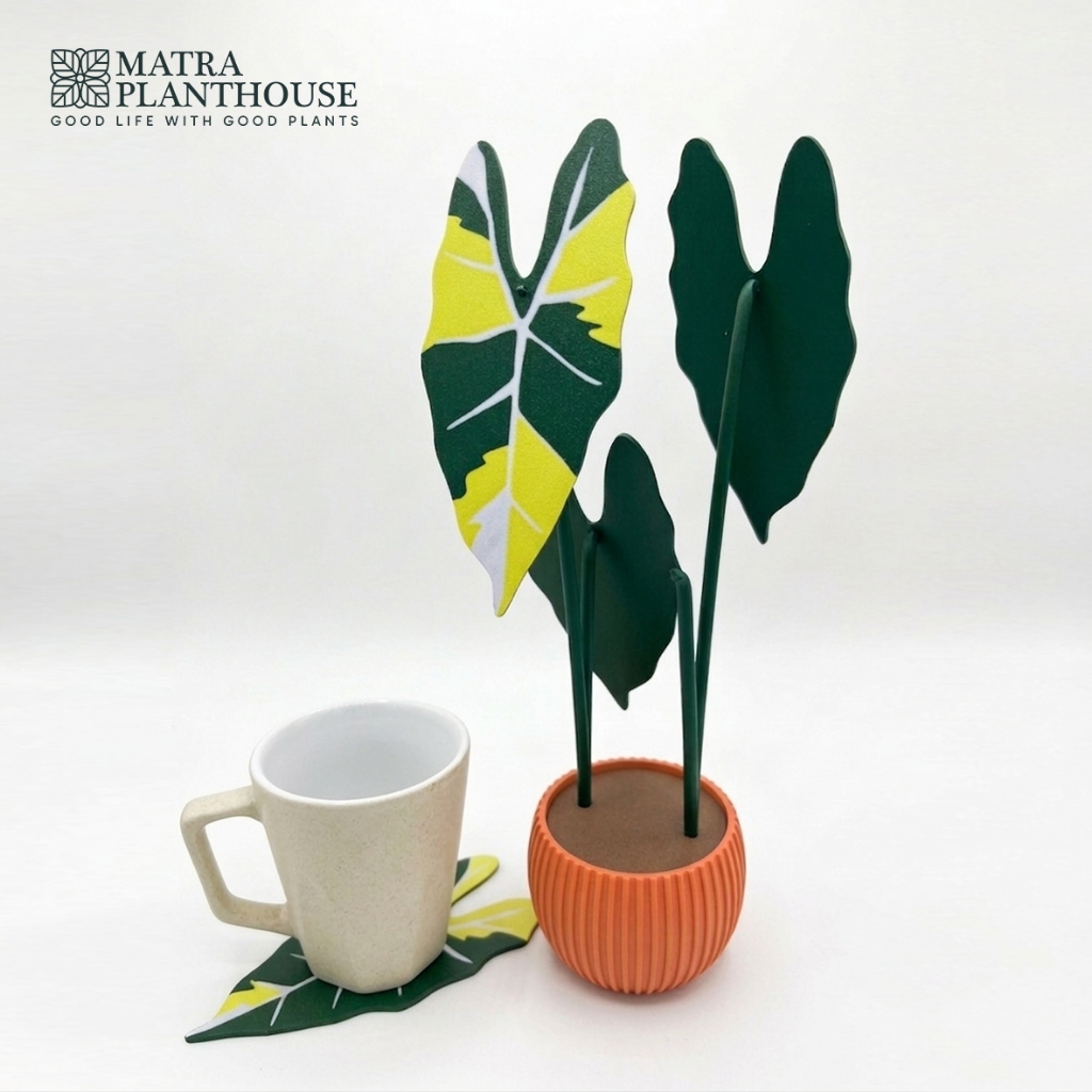 Alocasia Frydek Variegata Plant Coaster Set Tatakan Gelas Desain Tanaman Daun Elegan Alas Gelas Berb